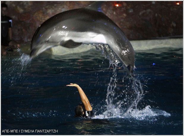 delfinia Panselinos (2)